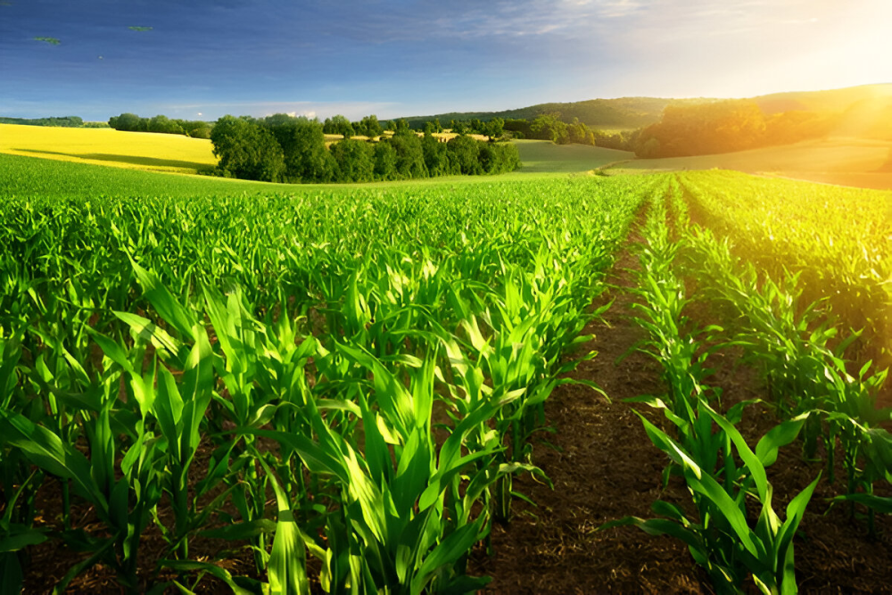 Feed Industry (Animal Feed)